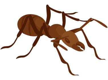 Ant