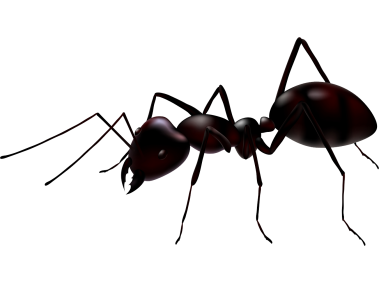 Ant