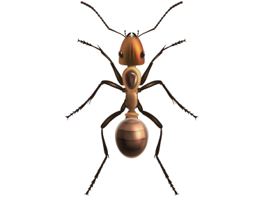 Ant