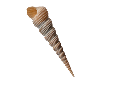 Auger Shell