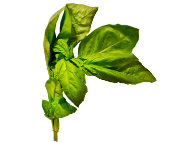 Basil