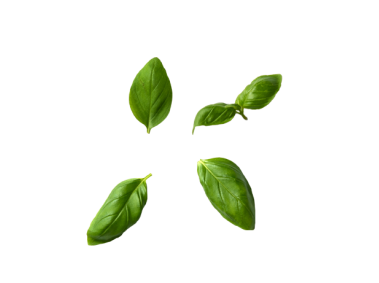 Basil Leaves