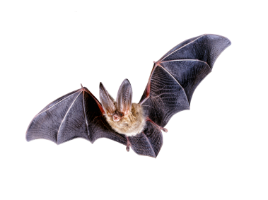 Bat