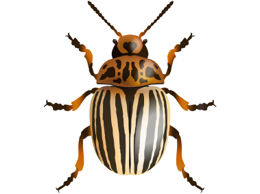 Beetle