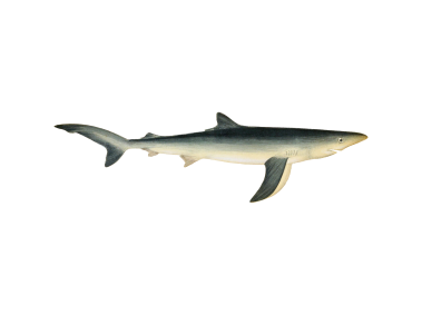 Blue Shark