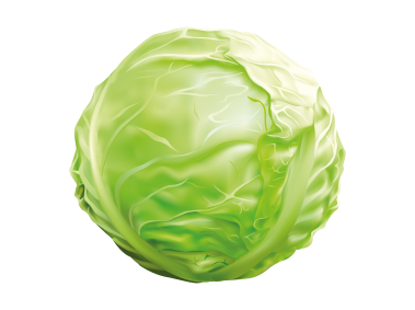 Cabbage