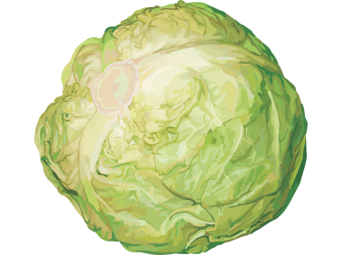 Cabbage