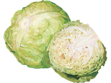 Cabbage