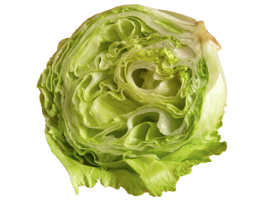 Cabbage Half