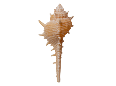 Cabrits Murex Shell