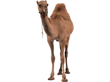Camel