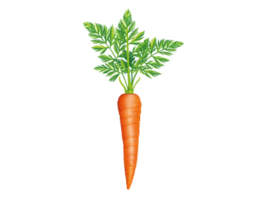 Carrot