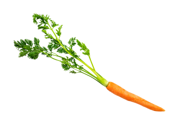 Carrot with Leaves