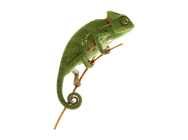 Chameleon