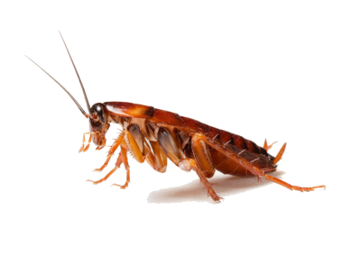 Cockroach