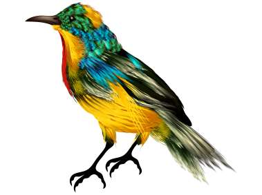 Colorful Bird