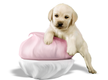 Cookie