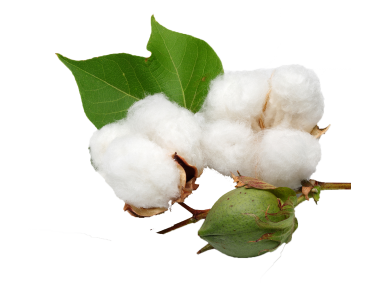 Cotton Plant