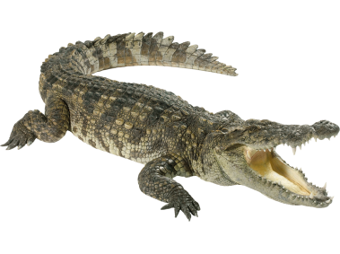 Crocodile