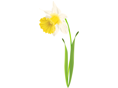 Daffodil