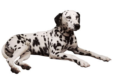 Dalmatian Dog