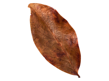 Decorative Leaf