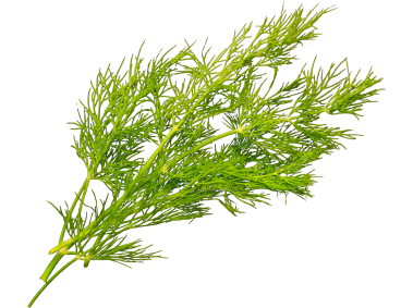 Dill