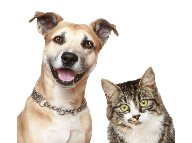 Dog and Cat