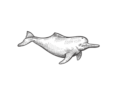 Dolphin