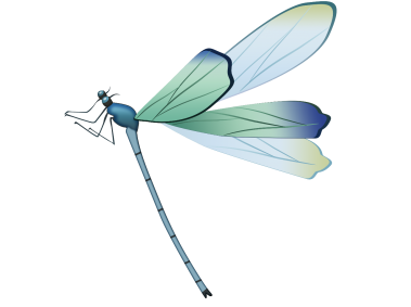 Dragonfly