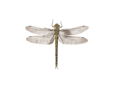 Dragonfly