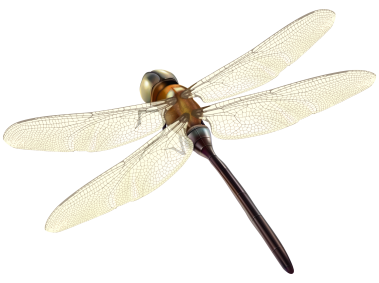 Dragonfly