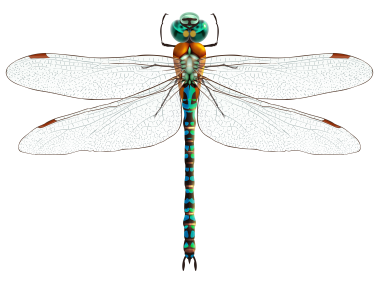 Dragonfly