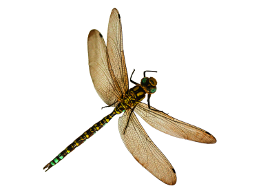 Dragonfly