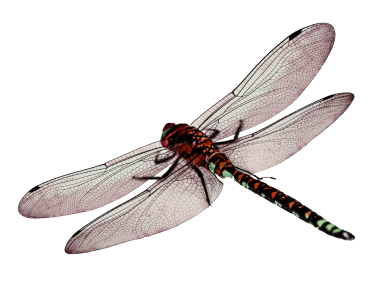 Dragonfly