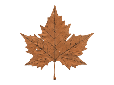 Faded Maple Leaf