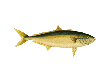 Fish Yellowtail Amberback