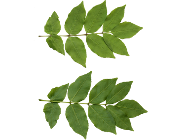 Foliage