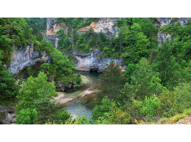 Forest and River