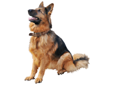 German Shepherd Dog