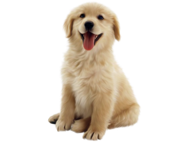 Golden Retriever Puppy