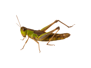 Grasshopper