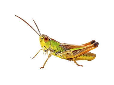 Grasshopper