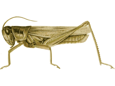 Grasshopper