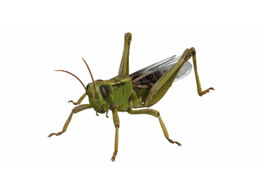 Grasshopper