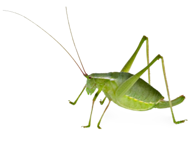 Grasshopper