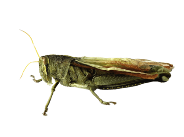 Grasshopper