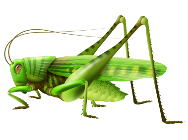 Grasshopper