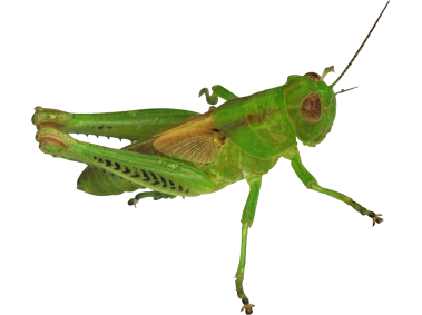 Grasshopper