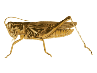 Grasshopper